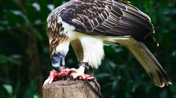 FEEDING TIME. A Philippine Eagle named Mindanao feeds on a rabbit at the Philippine Eagle Center in Davao City on Thursday, July 19. The Philippine Eagle, the country's national bird and endemic to the Philippines, is one of the critically endangered birds in the world, with population in the wild estimated to only a few hundred.  MindaNews photo by Ruby Thursday More
