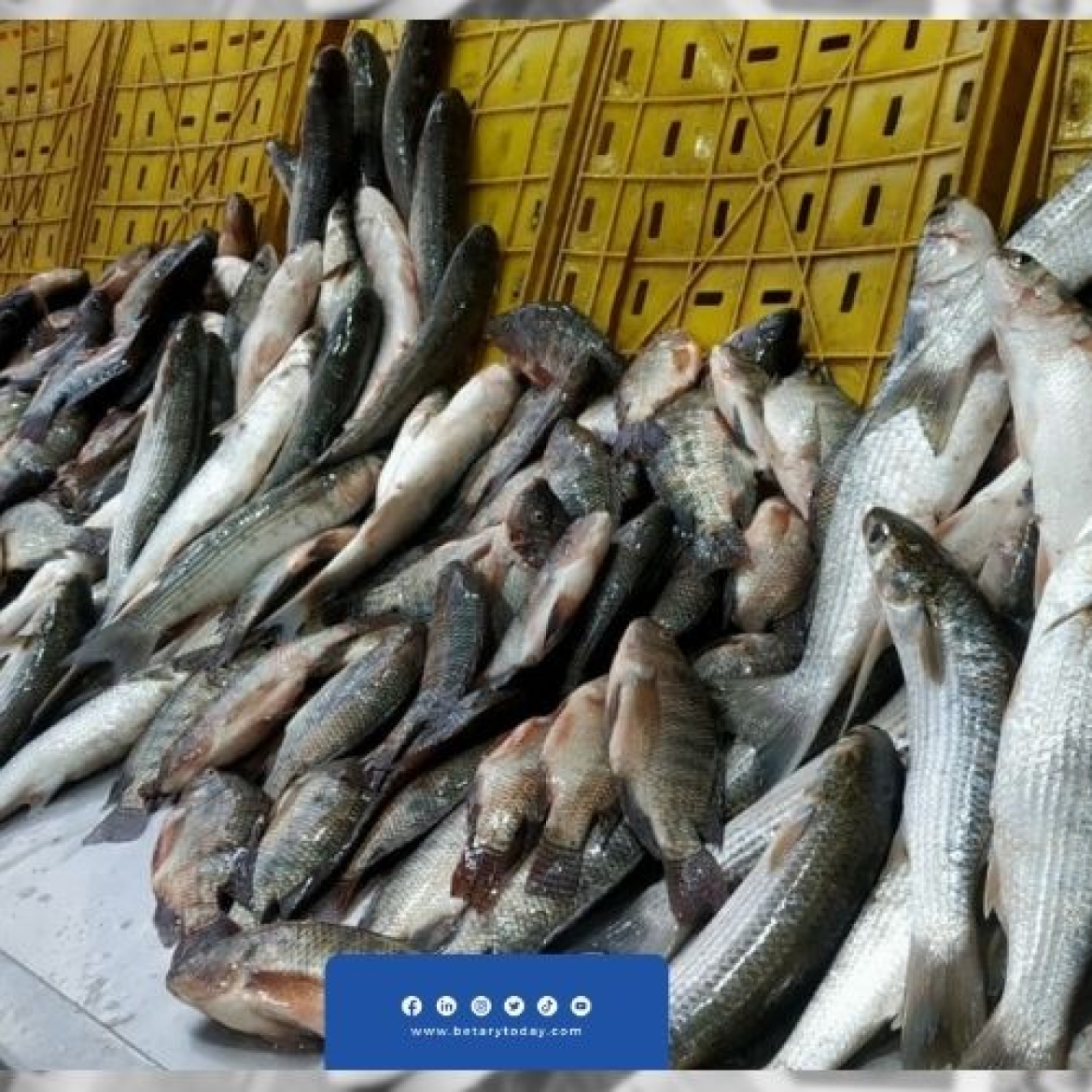 أسعار الأسماك مازالت تواصل الاستقرار اليوم الثلاثاء في سوق العبور