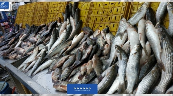 أسعار الأسماك مازالت تواصل الاستقرار اليوم الثلاثاء في سوق العبور