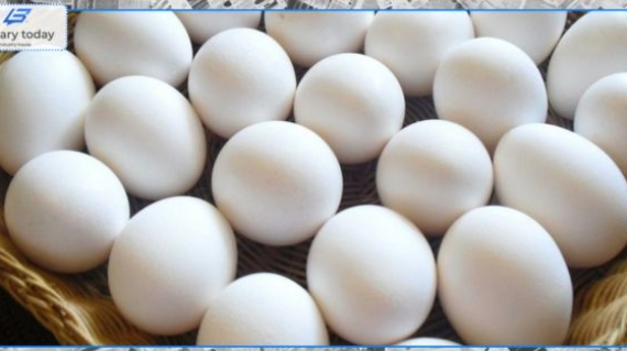 إلى متى ستظل أسعار البيض في الارتفاع؟… شعبة الدواجن تجيب