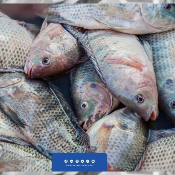 ارتفاع السردين واستقرار البلطي... أسعار الأسماك اليوم الأربعاء في الأسواق
