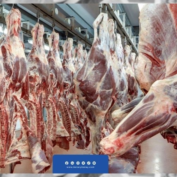 استقرار مؤقت.. أسعار اللحوم الحمراء في الأسواق اليوم الأربعاء