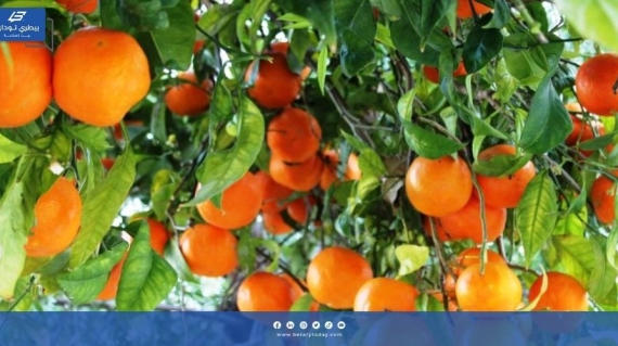 تعرف على أمراض أشجار البرتقال