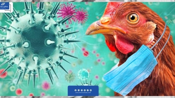 جنوب أفريقيا تعدم حوالي 7.5 مليون دجاجة للحد من انتشار إنفلونزا الطيور