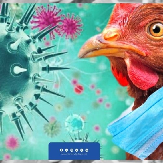 جنوب أفريقيا تعدم حوالي 7.5 مليون دجاجة للحد من انتشار إنفلونزا الطيور