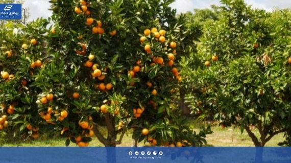 خطوات زراعة شجرة البرتقال