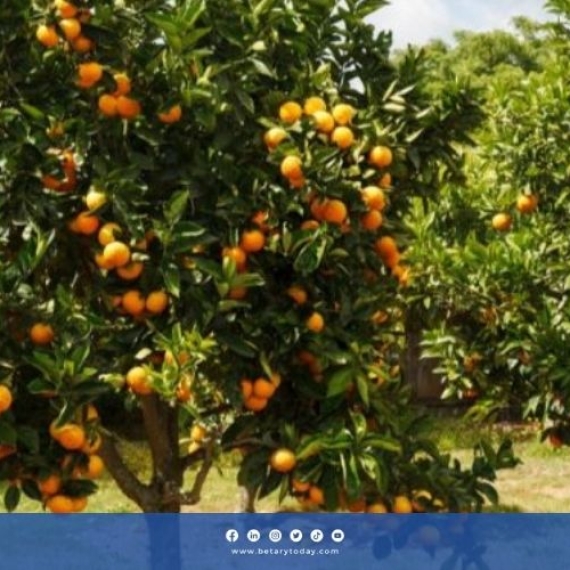 خطوات زراعة شجرة البرتقال