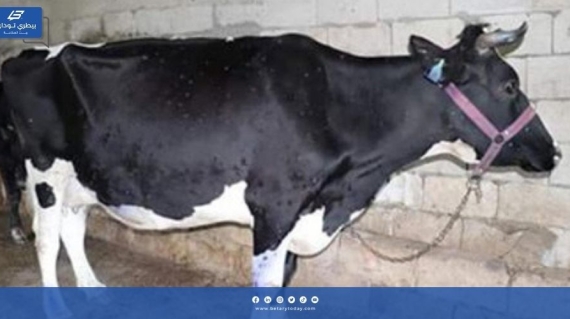 صعوبة في تلقيح الأبقار في إدلب بسوريا