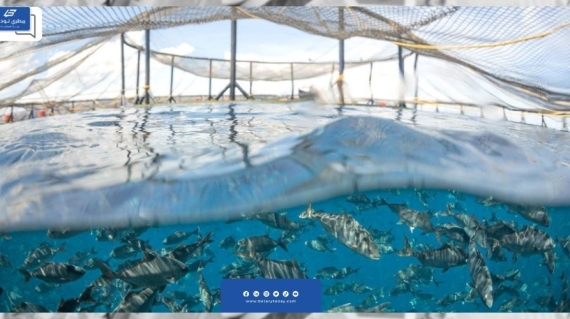 عمان تحقق طفرة في الاستزراع السمكي لتحقيق الأمن الغذائي