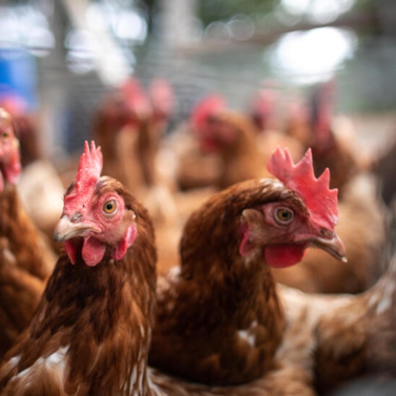Chikens in a biological farm in Mont-Saint-Aignant, near Rouen, on october 24, 2019. Following the fire at the Lubrizol factory, on September 26, 2019, commercializations of local prducts fave been frozen. Restrictions ended few days ago.