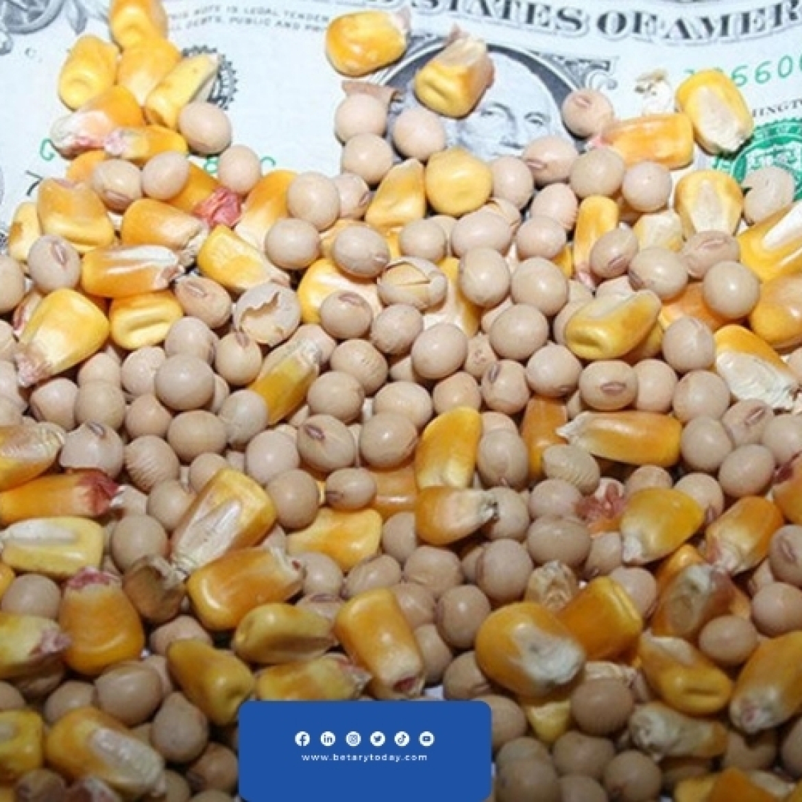 تراجع كبير في أسعار الذرة الصفراء وفول الصويا اليوم الخميس في الأسواق