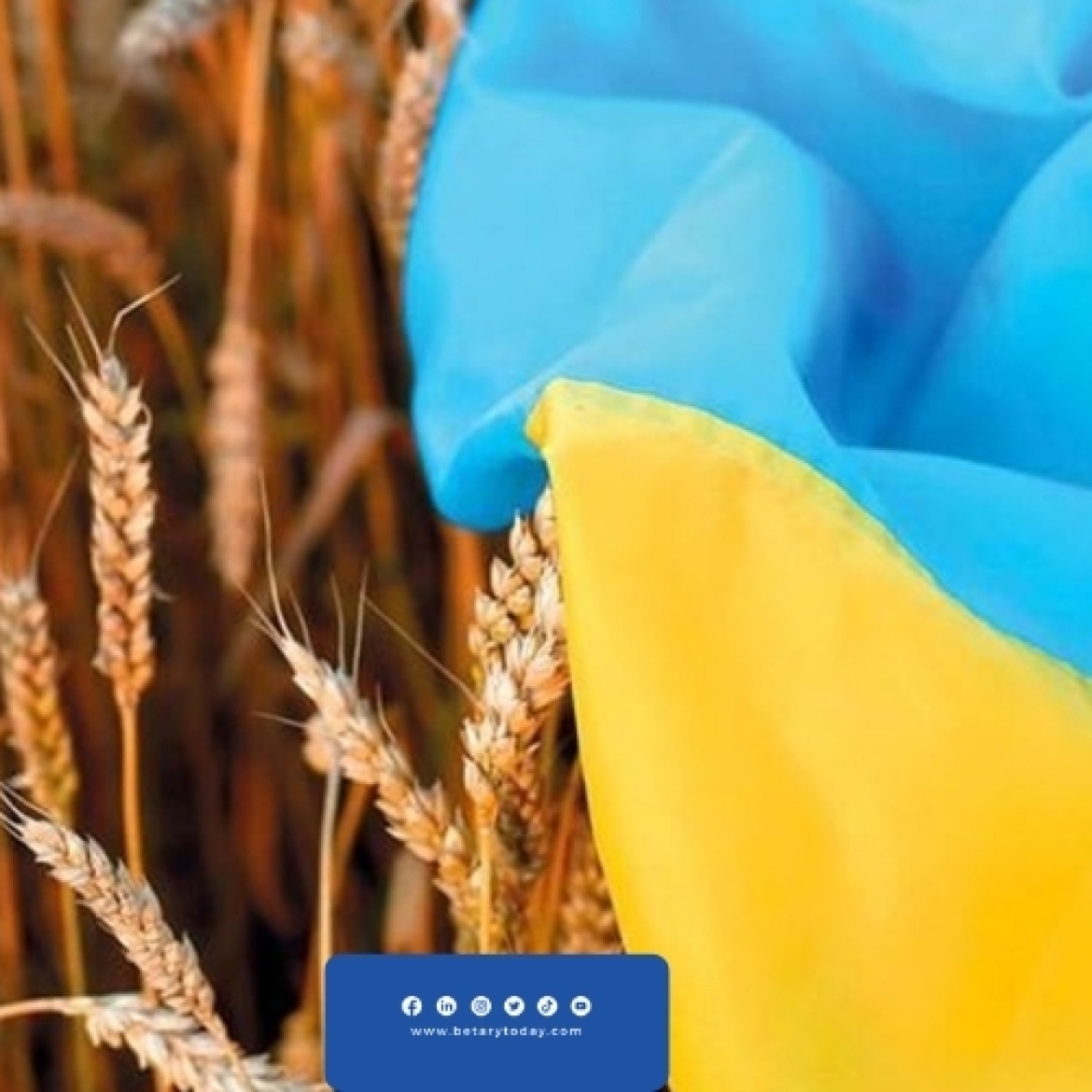 تدهور إنتاجية القمح والذرة الصفراء