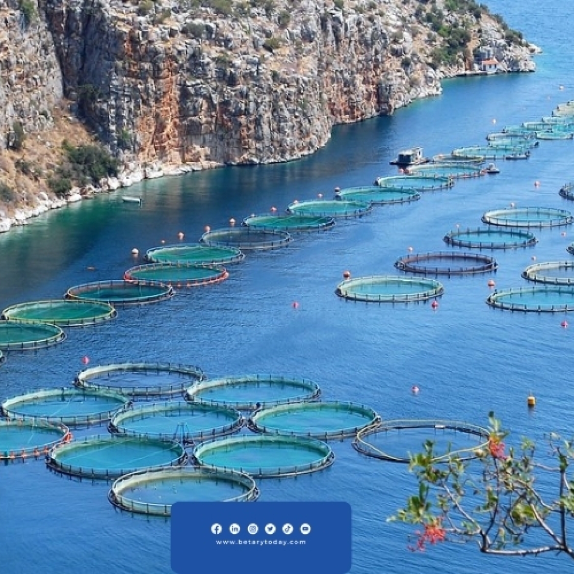 المملكة السعودية تهدف لتحقيق اكتفاء ذاتي في قطاع الأسماك مع قدوم 2030