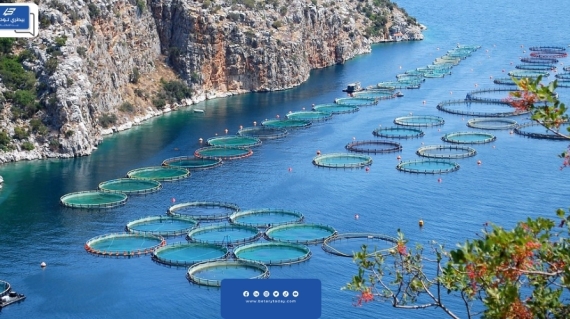 المملكة السعودية تهدف لتحقيق اكتفاء ذاتي في قطاع الأسماك مع قدوم 2030