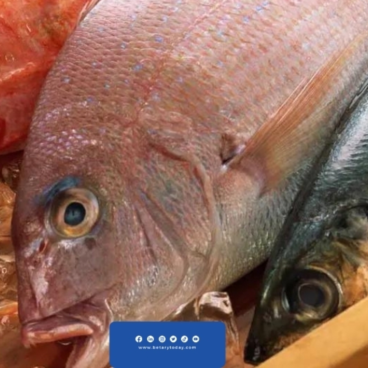 هدوء مؤقت في أسعار الأسماك والمأكولات البحرية اليوم الأربعاء في الأسواق