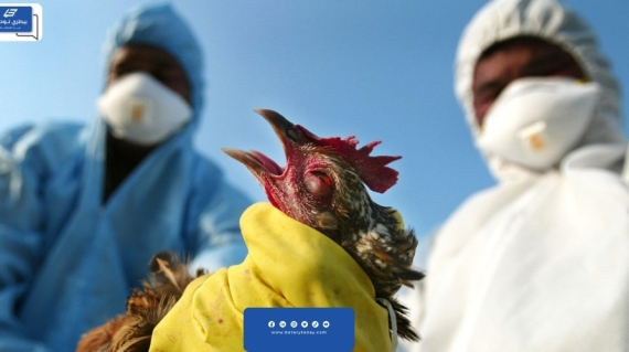 إنفلونزا الطيور تضرب جنوب أفريقيا ونيجيريا من جديد
