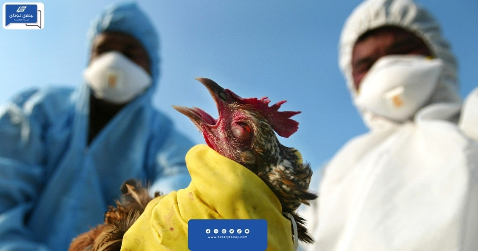 إنفلونزا الطيور تضرب جنوب أفريقيا ونيجيريا من جديد