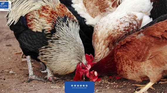 النقص الغذائي في الدواجن Nutritional Deficiency in Poultry