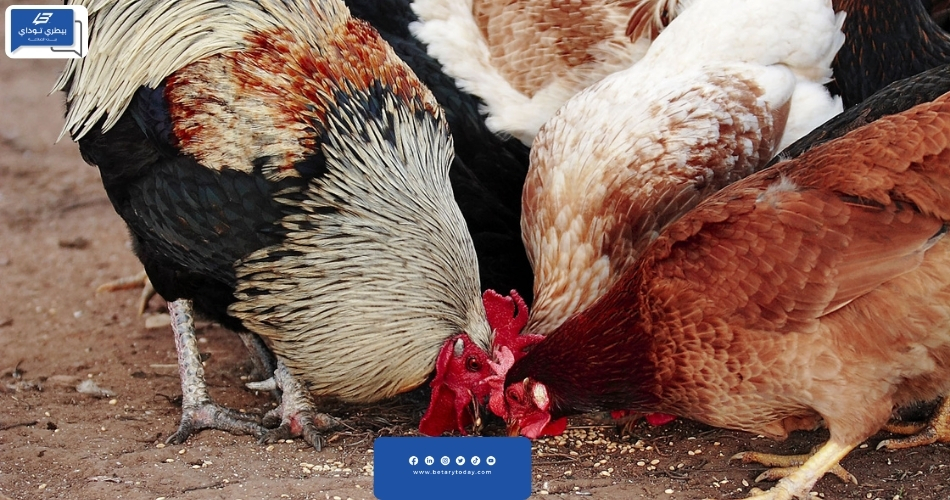 النقص الغذائي في الدواجن Nutritional Deficiency in Poultry
