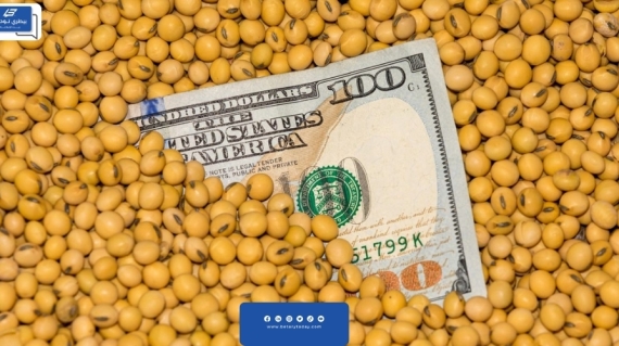 عمليات الشراء سبب في ارتفاع أسعار الذرة الصفراء وفول الصويا