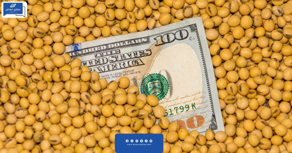 عمليات الشراء سبب في ارتفاع أسعار الذرة الصفراء وفول الصويا