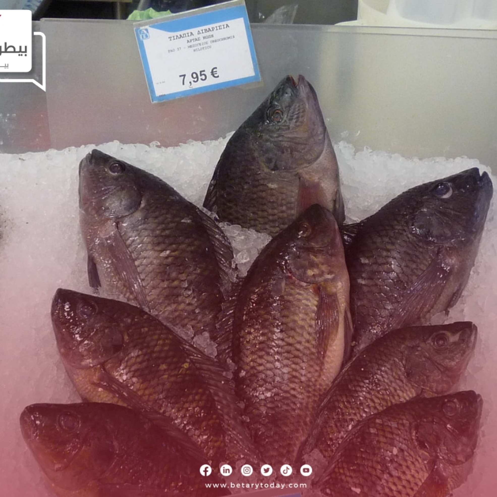 أسعار الأسماك والمأكولات البحرية اليوم الأحد 14 مارس في الأسواق