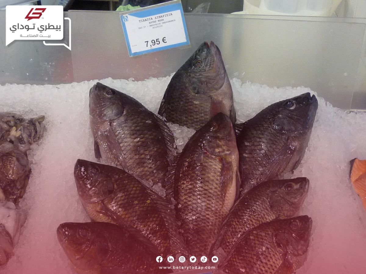 أسعار الأسماك والمأكولات البحرية اليوم الأحد 14 مارس في الأسواق