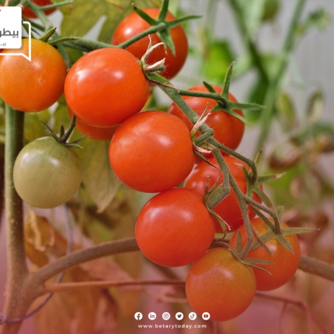 زراعة الطماطم دليل شامل للنجاح في الزراعة المنزلية