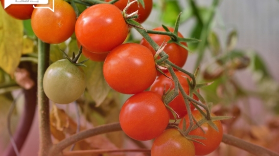 زراعة الطماطم دليل شامل للنجاح في الزراعة المنزلية