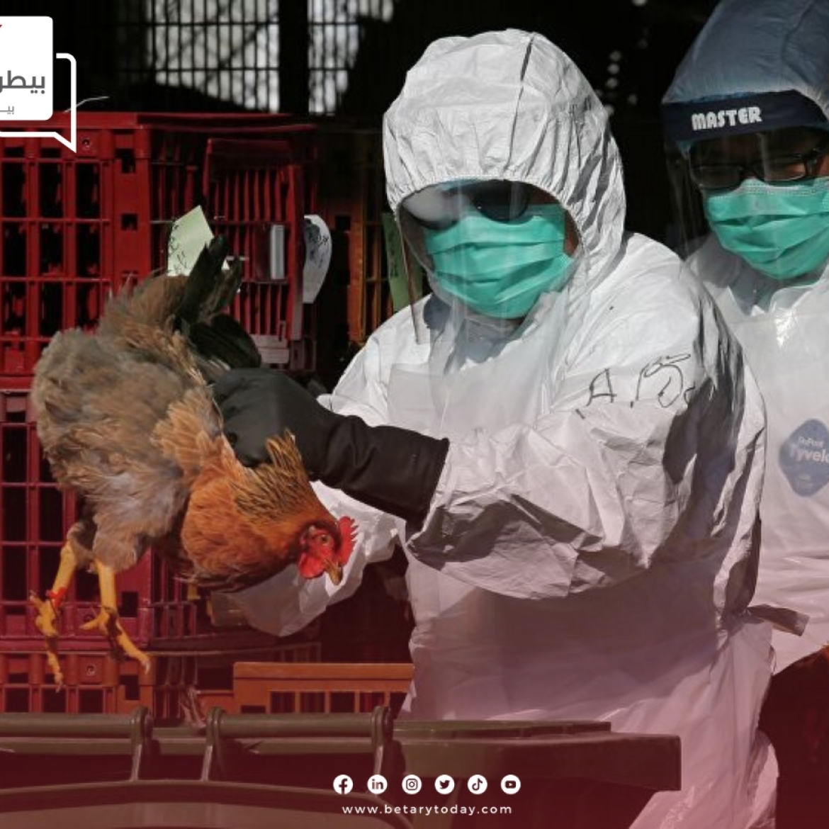 إنفلونزا الطيور في 26 دولة والعلماء تحذر