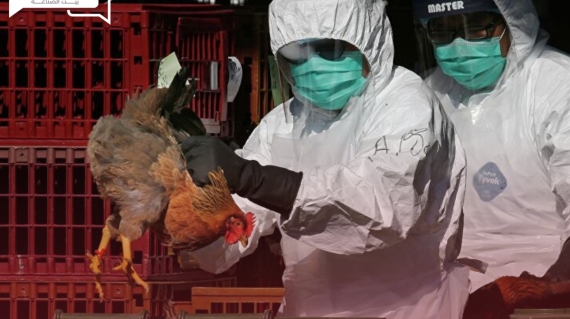 إنفلونزا الطيور في 26 دولة والعلماء تحذر