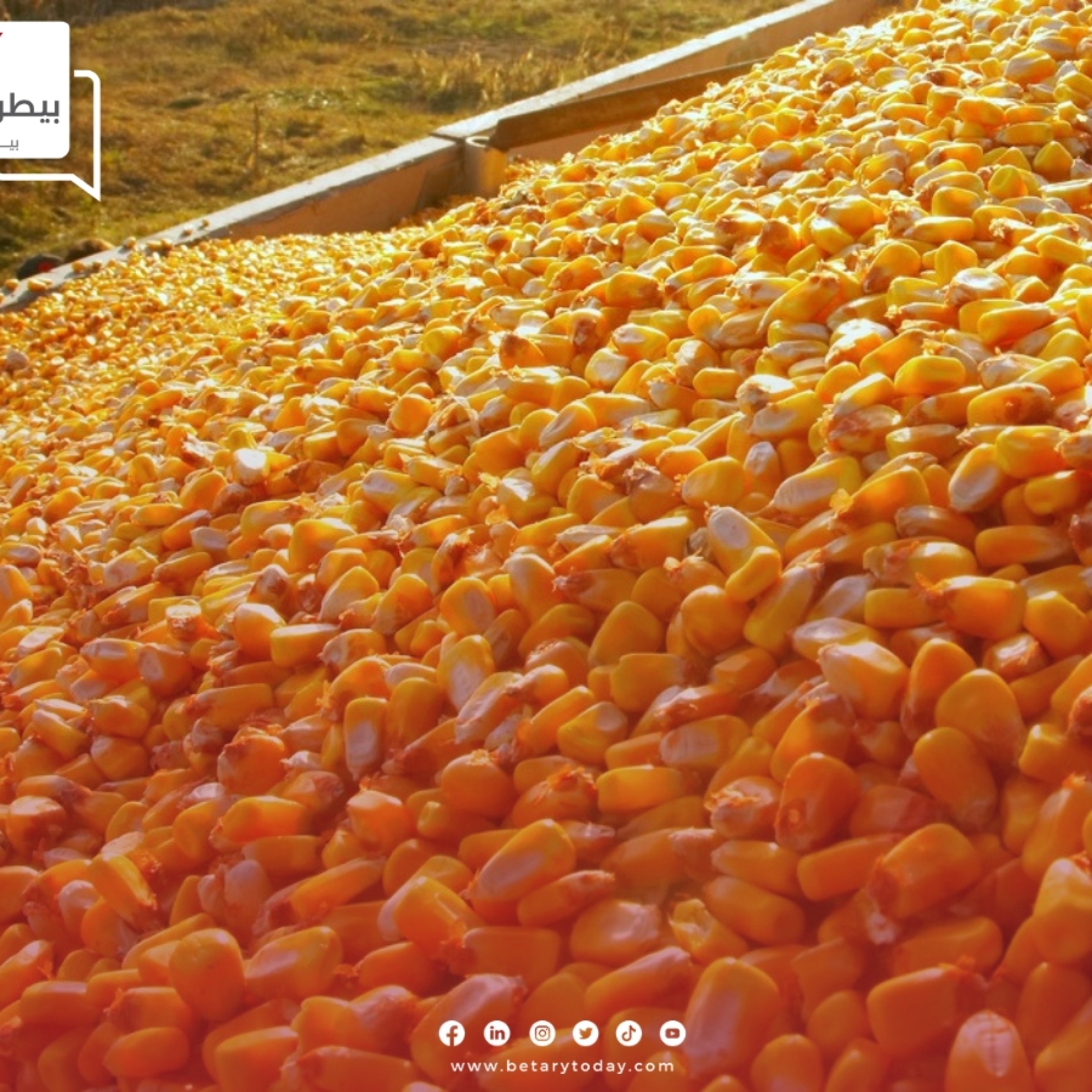 بفعل الطقس السيء البلاد الأرجنتينية تقلص إنتاجها من الذرة الصفراء