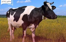 الولايات المتحدة الأمريكية تعلن عن ظهور مرض خطير في الأبقار الحلاب