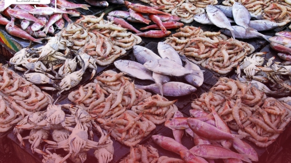 هدوء مؤقت في أسعار الأسماك والمأكولات البحرية اليوم الأحد في سوق العبور