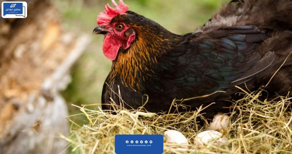 حساب أو تعيين مقدار احتياجات الطاقة الأيضية لأمهات الدجاج اللاحم