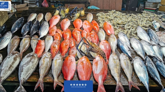 بورصة كفر الشيخ للأسماك… طرح كميات كبيرة من الأسماك في أسواق التجزئة