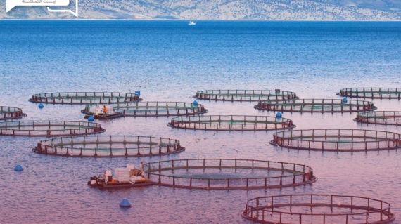 تراجع الثروة السمكية في أعالي البحار و "الفاو" توصية بتربية المائيات