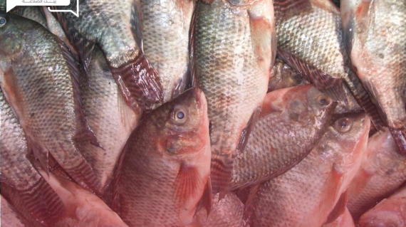 إقبال كثيف على الأسماك... تعرف على أسعار السمك اليوم الإثنين في سوق العبور