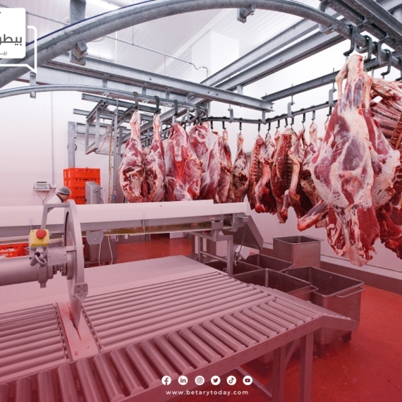 رئيس جمعية أمان الجزائرية… جهود مبذولة لتطوير شعبة اللحوم الحمراء بتأهيل قطاع الثروة الحيوانية