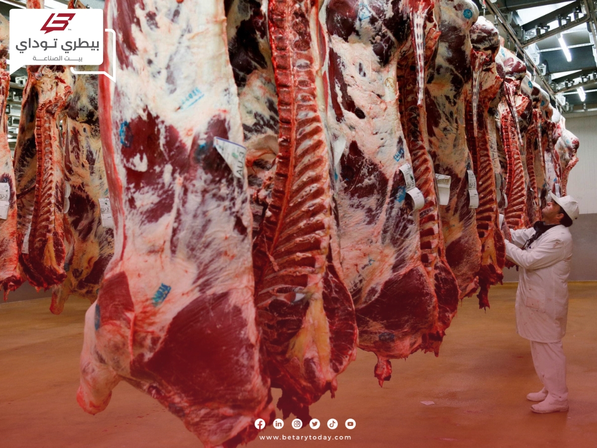 هل أسعار اللحوم الحمراء مناسبة لحجز الأضاحي… متخصص يوضح