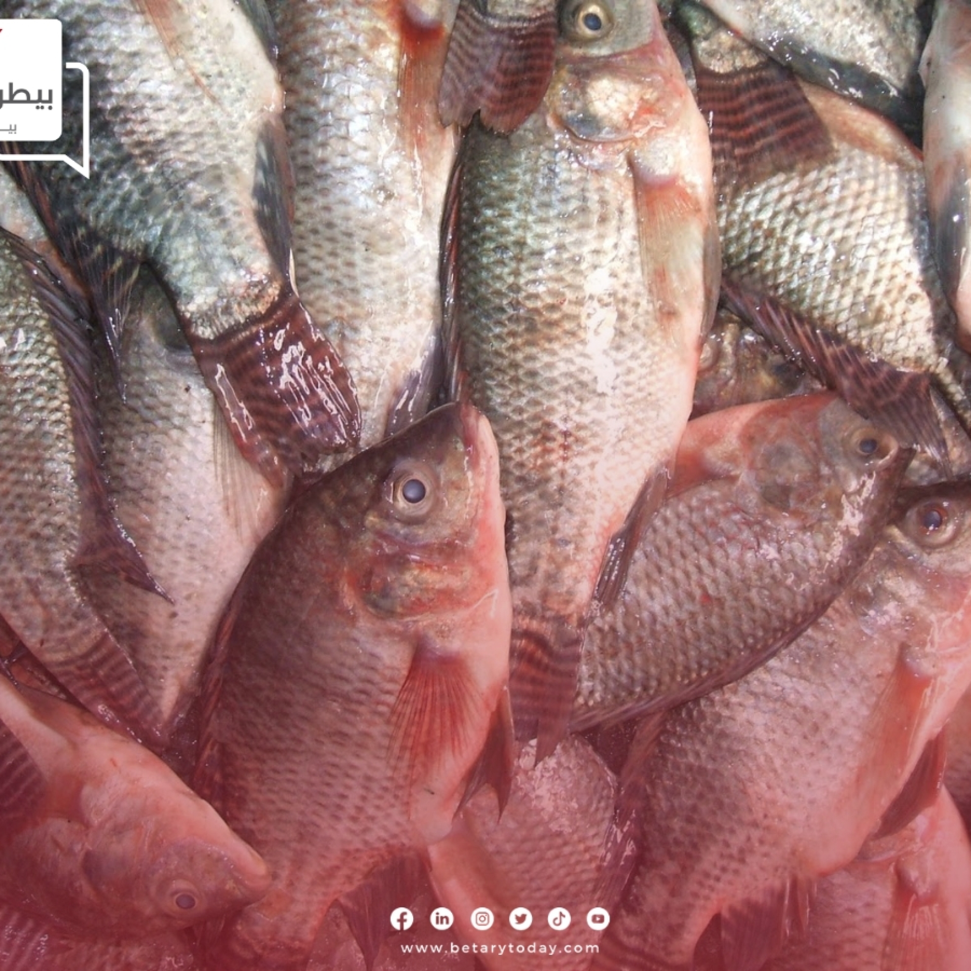 تعرف على أسعار الأسماك والمأكولات البحرية اليوم الأربعاء 1 مايو في سوق العبو