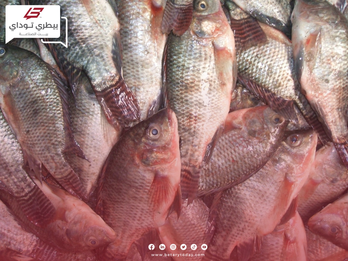 تعرف على أسعار الأسماك والمأكولات البحرية اليوم الأربعاء 1 مايو في سوق العبو