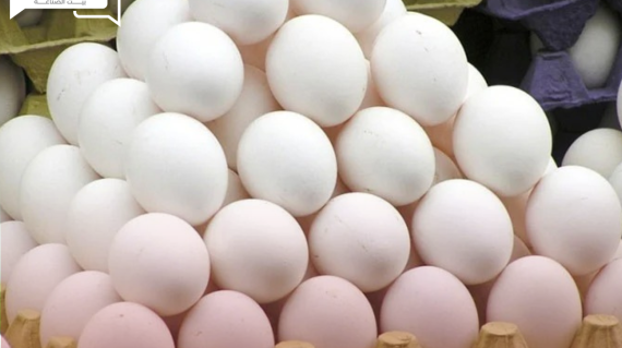 شعبة الدواجن… تراجع كبير لأسعار البيض في الأسواق