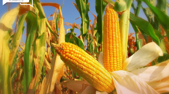 ارتفاع تكلفة تصدير الذرة الصفراء الأوكراني خلال الأسبوع الماضي
