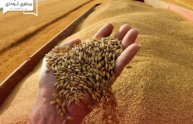 تراجع جديد في إنتاجية الحبوب الروسية خلال هذا العام