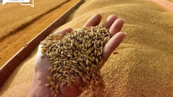 تراجع جديد في إنتاجية الحبوب الروسية خلال هذا العام