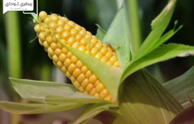 عقود الذرة الصفراء ترتفع على الرغم من تقرير وزارة الزراعة الأمريكية