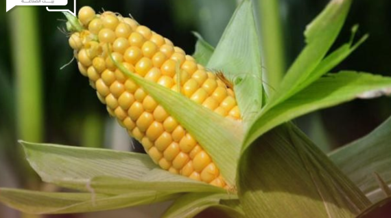 عقود الذرة الصفراء ترتفع على الرغم من تقرير وزارة الزراعة الأمريكية