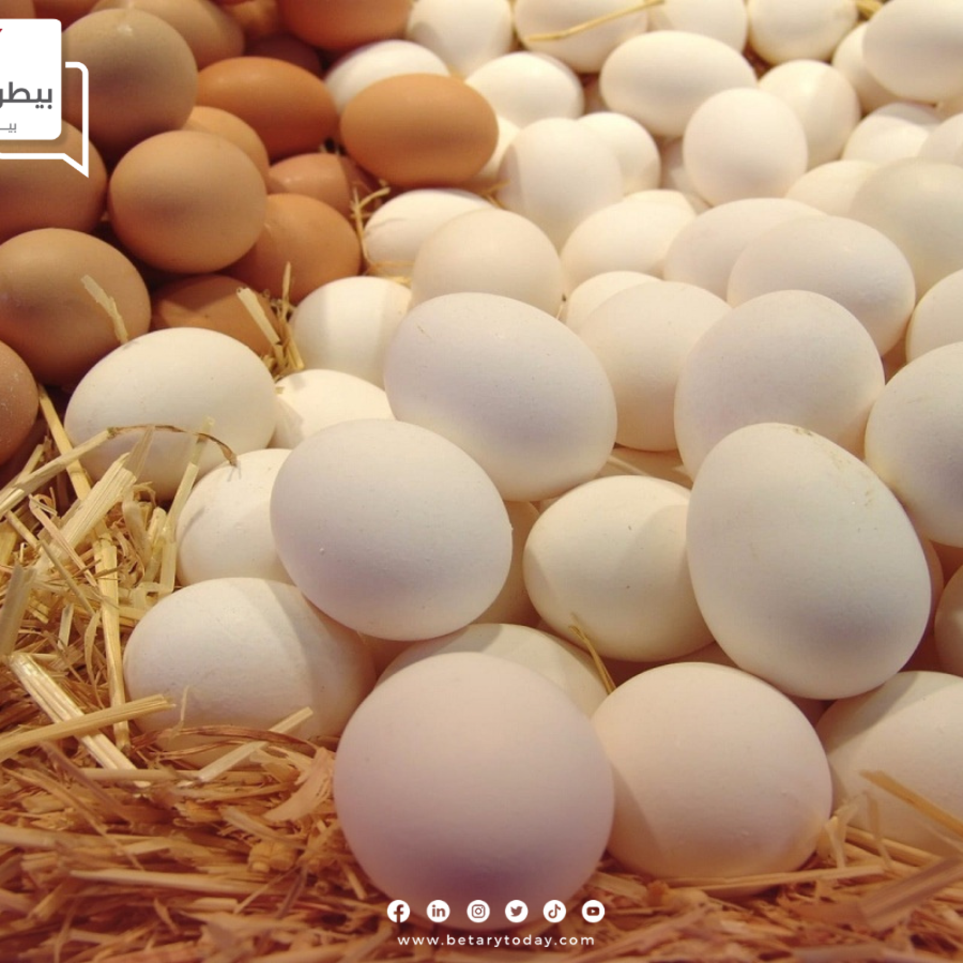 شعبة بيض المائدة… شهر أكتوبر هو موعد وصول أسعار بيض المائدة للأسعار العادلة