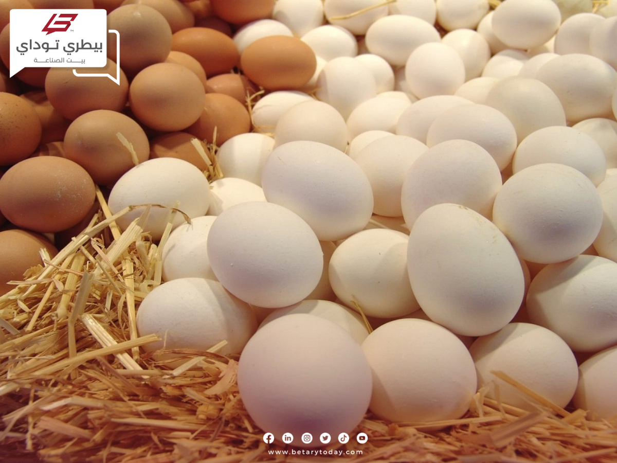 شعبة بيض المائدة… شهر أكتوبر هو موعد وصول أسعار بيض المائدة للأسعار العادلة